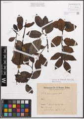 Foto von Salix caprea L. x Salix nigricans Sm.